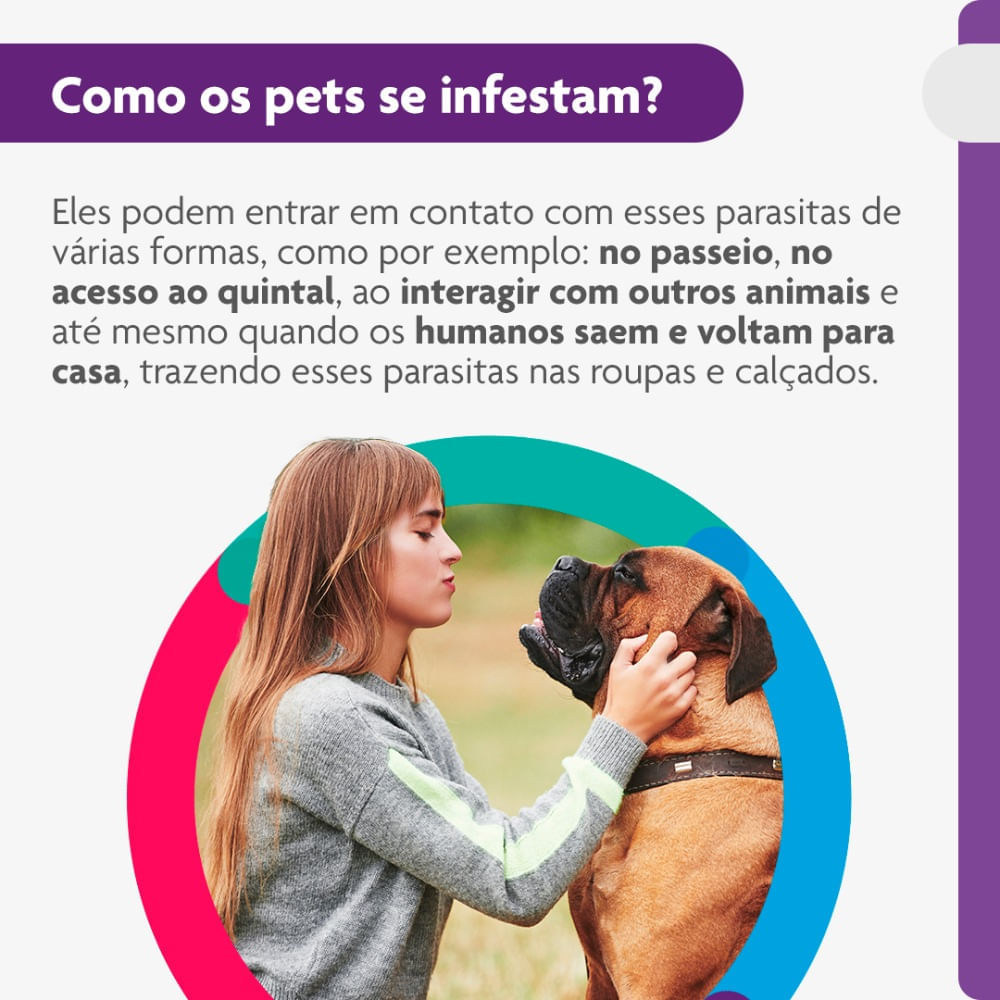 Encontraproduto.com.br - Bravecto Cães 40 a 56kg 1400mg MSD Antipulgas e Carrapatos