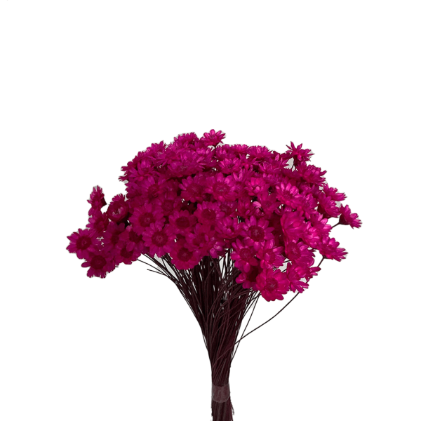 Encontraproduto.com.br - FLOR SEMPRE VIVA PINK